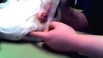 A man fucks a female dog with fingers in pussy