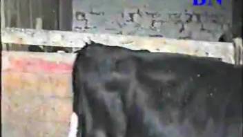 Zoophile engages in bestiality by forcing a calf to perform oral sex on him