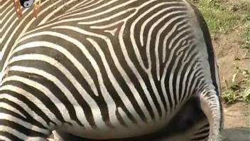 Gorgeous striped beauty and her tiny dark opening