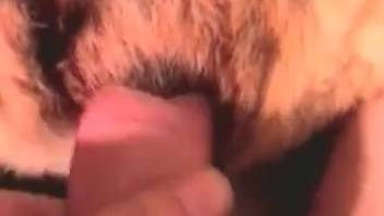 Executive pounds his German Shepherd dog in the vagina