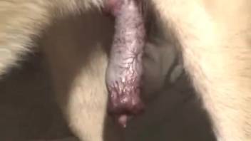Clare loves anal sex with her adorable dog