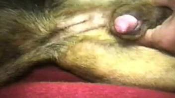 Curly man made anal sex with a dog