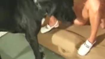 Canine gets schooled in screwing female dogs this way