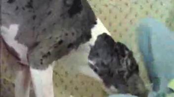 Squirting during doggy style intercourse