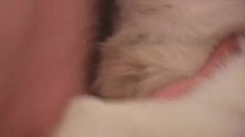 Soft-furred Siberian husky screwing a guy on the mattress