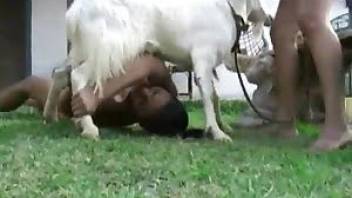Goat ass licker sluts