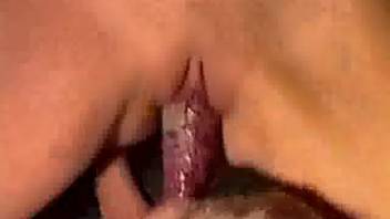 Grip it including the testicles