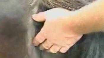 Man tongued the mare's cunt before screwing her