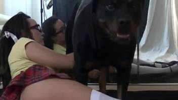 Buffing a canine shaft with a teen girl's lips