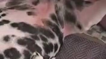 Man bangs the Dalmatian bitch in her cunt