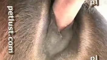 This pony's cock can ejaculate tasty cum