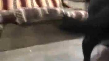 Relentless hound pounds his wild female owner from the rear