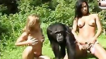 Two gorgeous ladies have sex with a male monkey