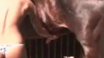 Slut is being hammered by a savage stallion