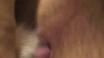Plump white canine with a thick red penis penetrates a guy