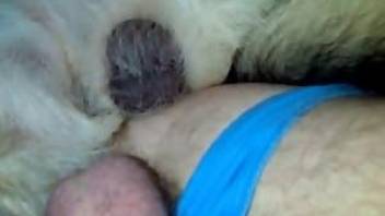 Anal zoo sex with dog
