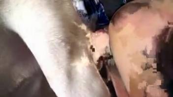 Female performs oral on canine penis and ingests moist semen