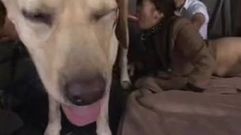 Lady copulates with canine and it appears fantastic