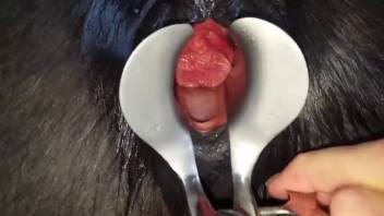Bizarre up-close footage featuring a mare's vagina