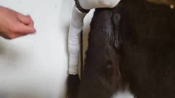 Strange close-up video with a horse pussy