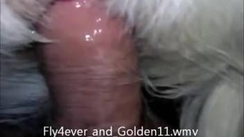 Animal sex clips featuring point-of-view penetration. Complimentary zoophilia and beast erotica