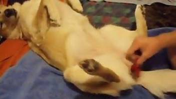 Dog pussy fingered in a beastiality vid
