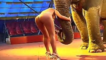 Latina zoophile seducing a horny elephant