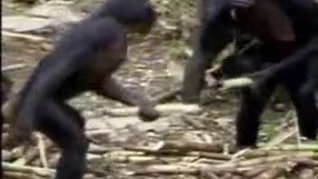 Ditch bestiality anime, check out monkey intercourse