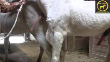 Gay farmer's animal sex footage