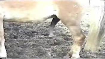 Zoophilia streaming clip featuring a horse's massive cock. Complimentary animal sex and beast porn
