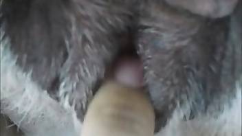 Bestiality fucking recorded in POV. Free bestiality and animal porn
