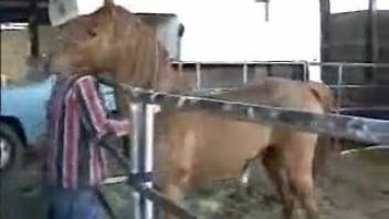 Bestiality clips featuring alluring horses. Complimentary zoophilia and animal erotica