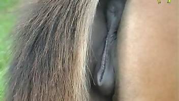 Free beastiality vid with mare pussy close-ups. Free bestiality and animal porn