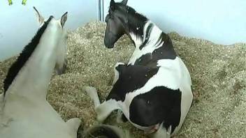 Bestiality clips featuring pony vaginas. Complimentary animal sex and zoophilia porn