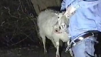 Beastiality videos – dude throats a goat. Free bestiality and animal porn