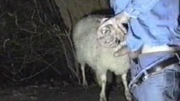 Bestiality clips - guy deepthroats a goat. Complimentary zoophilia and animal sex videos