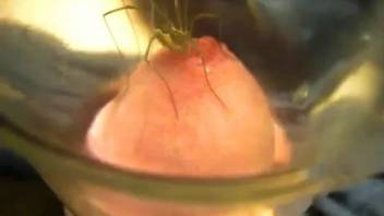 Animal sex clips featuring an aroused spider. Complimentary bestiality and zoophilia porn