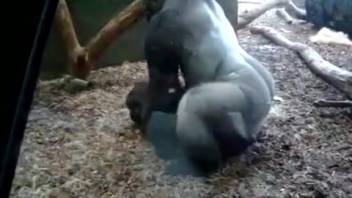 Bestiality with a monkey