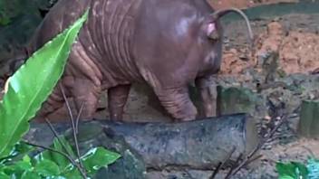 Complimentary zoophilia videos: female watching a creature secretly. No-cost animal sex and beast porn