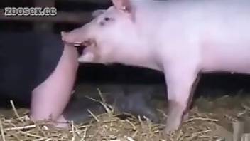 Bestiality videos showing close-up pig sex. Free bestiality and animal porn
