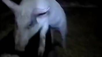 Beastiality video showing rough pig sex. Free bestiality and animal porn