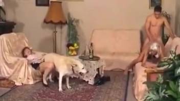 Pair engaging in intercourse while the female is penetrated by a canine