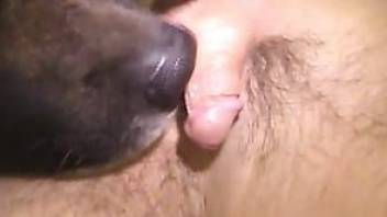 Dog licking anus