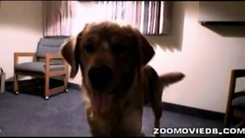 Complimentary bestiality session with a tall, blonde hottie