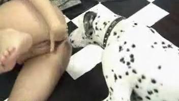 Cute big-titted dark-haired girl banged doggy style