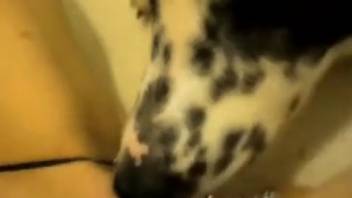 Complimentary adult films featuring a sexy bestiality enthusiast