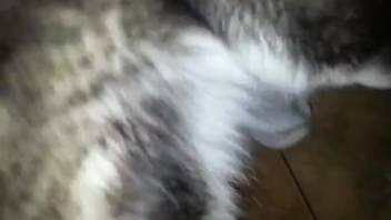 Seductive woman caresses a fine canine penis