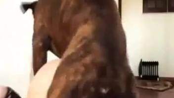 Magnificent canine penetrating narrow female vagina