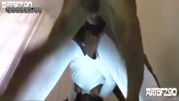 Incredible dog bangs steamy female dog