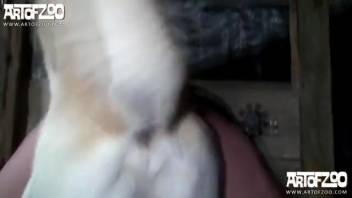 Adult alluring lady with canine intercourse. Complimentary zoophilia and beast erotica